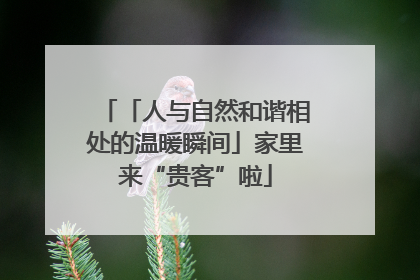 「人与自然和谐相处的温暖瞬间」家里来“贵客”啦