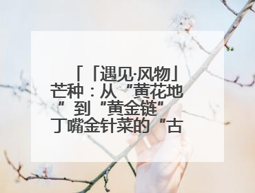 「遇见·风物」芒种：从“黄花地”到“黄金链” 丁嘴金针菜的“古法”经