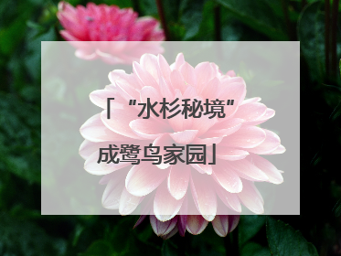 “水杉秘境”成鹭鸟家园