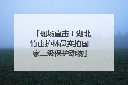 现场直击！湖北竹山护林员实拍国家二级保护动物