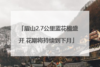 眉山2.7公里蓝花楹盛开 花期将持续到下月