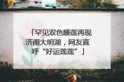 罕见双色睡莲再现济南大明湖，网友直呼“好运莲莲”