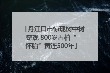 丹江口市惊现树中树奇观 800岁古柏“怀胎”黄连500年