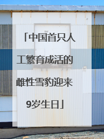 中国首只人工繁育成活的雌性雪豹迎来9岁生日