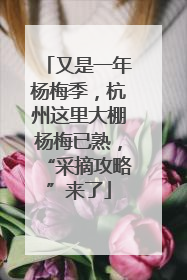 又是一年杨梅季，杭州这里大棚杨梅已熟，“采摘攻略”来了