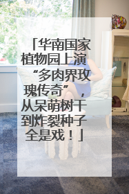 华南国家植物园上演“多肉界玫瑰传奇”，从呆萌树干到炸裂种子全是戏！