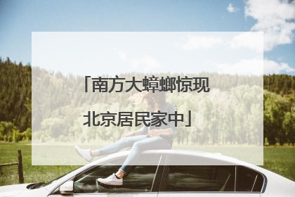 南方大蟑螂惊现北京居民家中