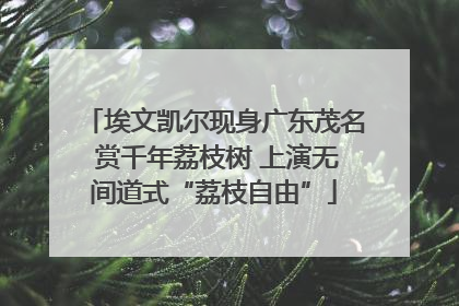 埃文凯尔现身广东茂名 赏千年荔枝树 上演无间道式“荔枝自由”