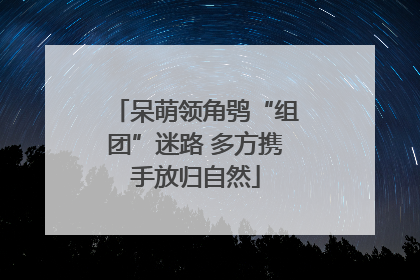 呆萌领角鸮“组团”迷路 多方携手放归自然