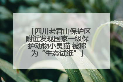 四川老君山保护区附近发现国家一级保护动物小灵猫 被称为“生态试纸”