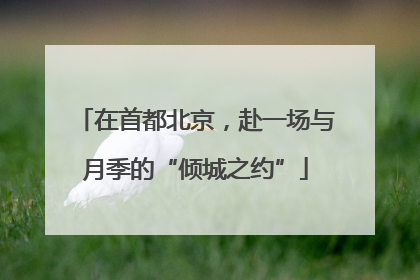 在首都北京，赴一场与月季的“倾城之约”