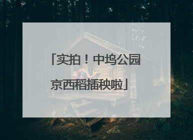 实拍！中坞公园京西稻插秧啦