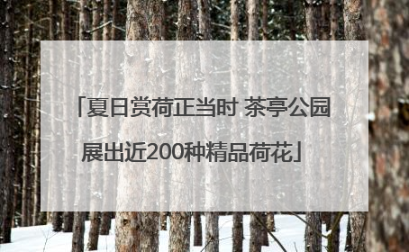 夏日赏荷正当时 茶亭公园展出近200种精品荷花