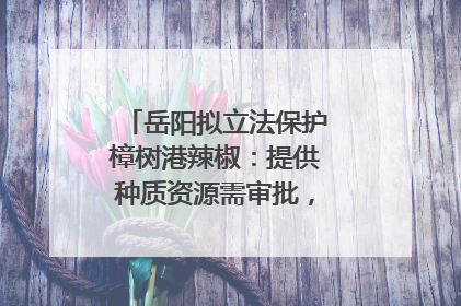 岳阳拟立法保护樟树港辣椒：提供种质资源需审批，违规最高罚5万