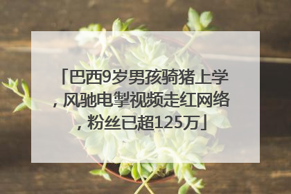 巴西9岁男孩骑猪上学，风驰电掣视频走红网络，粉丝已超125万