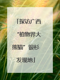 探访广西“植物界大熊猫”银杉发现地
