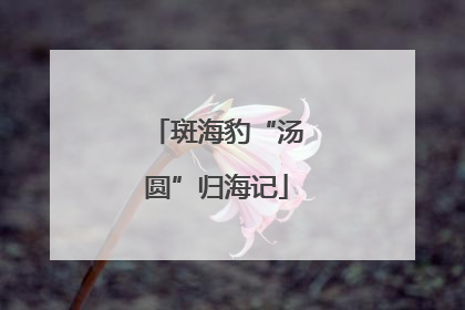 斑海豹“汤圆”归海记