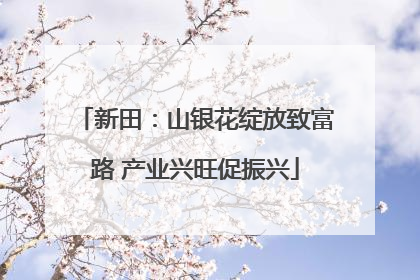 新田：山银花绽放致富路 产业兴旺促振兴