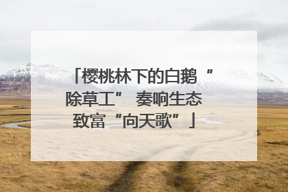 樱桃林下的白鹅“除草工” 奏响生态致富“向天歌”