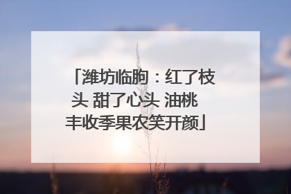 潍坊临朐：红了枝头 甜了心头 油桃丰收季果农笑开颜