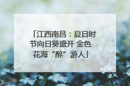 江西南昌：夏日时节向日葵盛开 金色花海“醉”游人