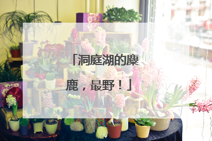 洞庭湖的麋鹿，最野！