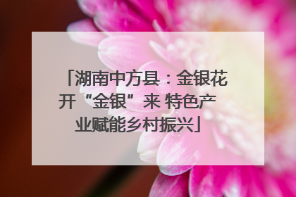 湖南中方县：金银花开“金银”来 特色产业赋能乡村振兴