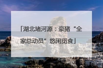 湖北堵河源：豪猪“全家总动员”悠闲觅食