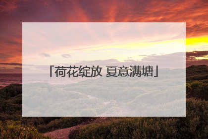 荷花绽放 夏意满塘