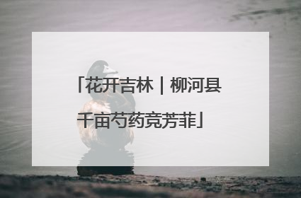 花开吉林｜柳河县千亩芍药竞芳菲