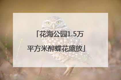 花海公园1.5万平方米醉蝶花盛放