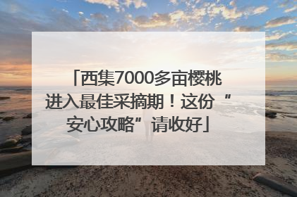 西集7000多亩樱桃进入最佳采摘期！这份“安心攻略”请收好
