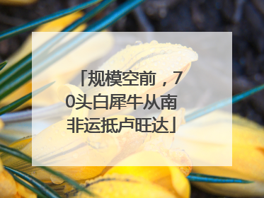 规模空前，70头白犀牛从南非运抵卢旺达
