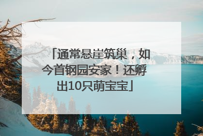 通常悬崖筑巢，如今首钢园安家！还孵出10只萌宝宝