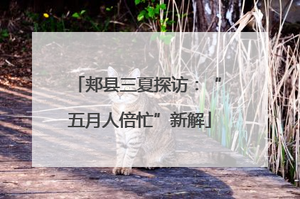 郏县三夏探访：“五月人倍忙”新解