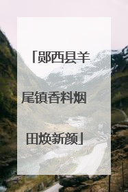 郧西县羊尾镇香料烟田焕新颜
