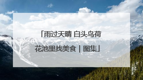 雨过天晴 白头鸟荷花池里找美食｜图集