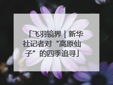 飞羽镜界｜新华社记者对“高原仙子”的四季追寻