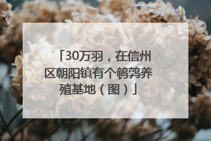 30万羽，在信州区朝阳镇有个鹌鹑养殖基地（图）